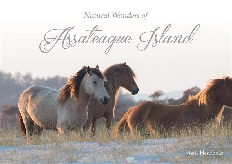 Natural wonders of assateague island
