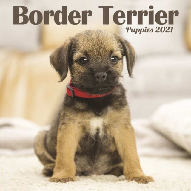 Border Terrier Puppies Mini Square Wall Calendar 2021