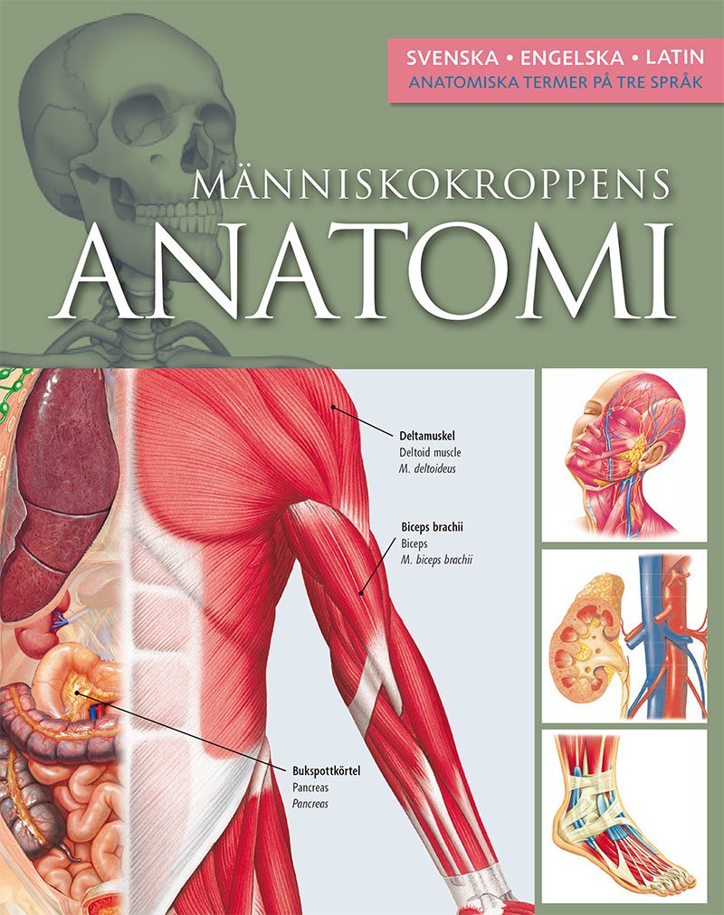 Människokroppens anatomi