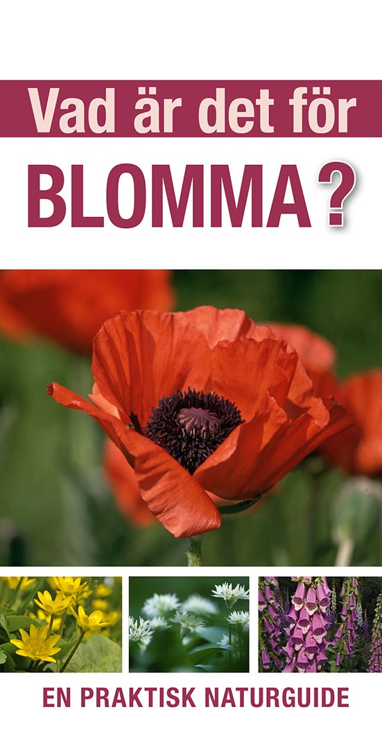 Vad är det för blomma?