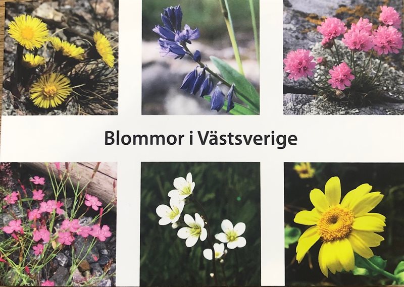 Blommor i Västsverige